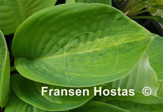 Hosta Valley's Flying Dutchman