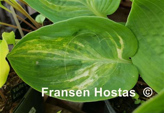 Hosta Valley's Flying Dutchman