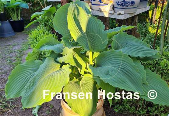Hosta Valley's Frozen Rum