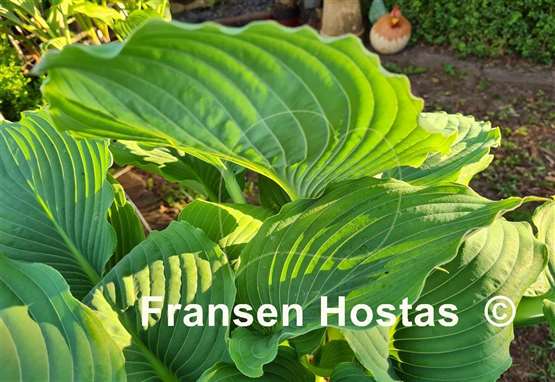 Hosta Valley's Frozen Rum