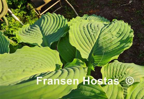 Hosta Valley's Frozen Rum