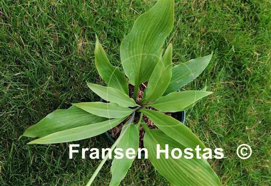 Hosta Valley's Funboard