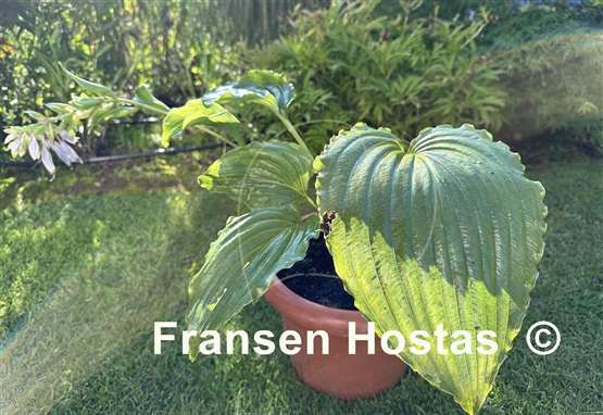 Hosta Valley's Glossy Veins