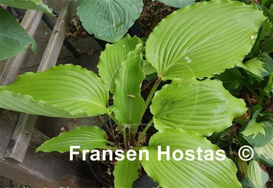 Hosta Valley's Glossy Veins