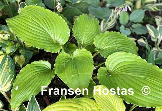 Hosta Valley's Glossy Veins