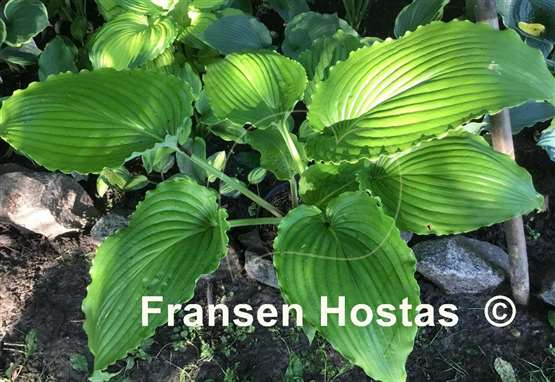 Hosta Valley's Glossy Veins