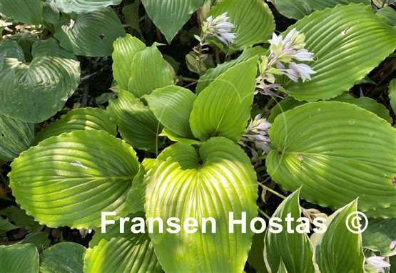 Hosta Valley's Glossy Veins
