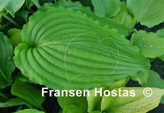Hosta Valley's Glossy Veins
