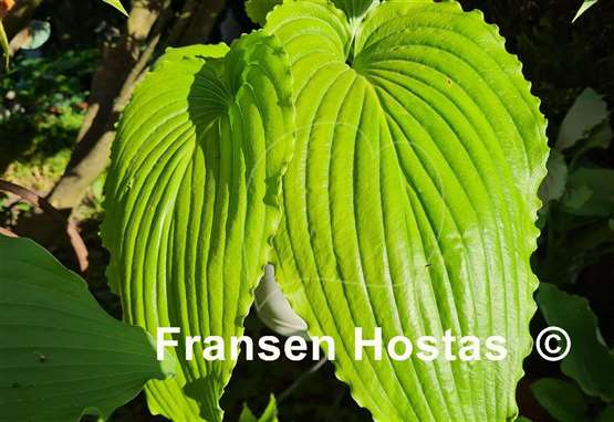 Hosta Valley's Glossy Veins