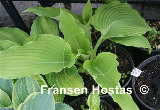Hosta Valley's Himitsu