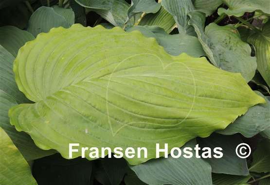 Hosta Valley's Himitsu