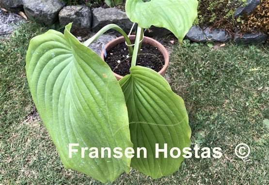 Hosta Valley's Himitsu