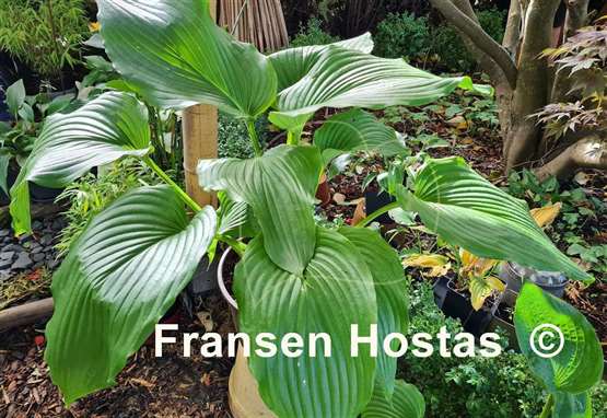 Hosta Valley's Himitsu