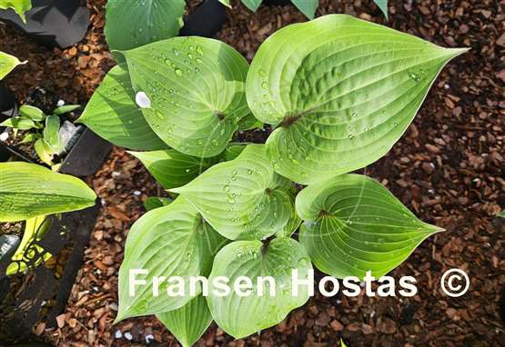 Hosta Valley's Hot Legs
