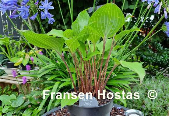 Hosta Valley's Hot Legs