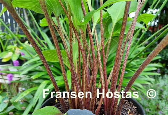 Hosta Valley's Hot Legs