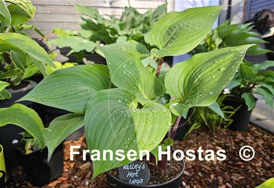 Hosta Valley's Hot Legs
