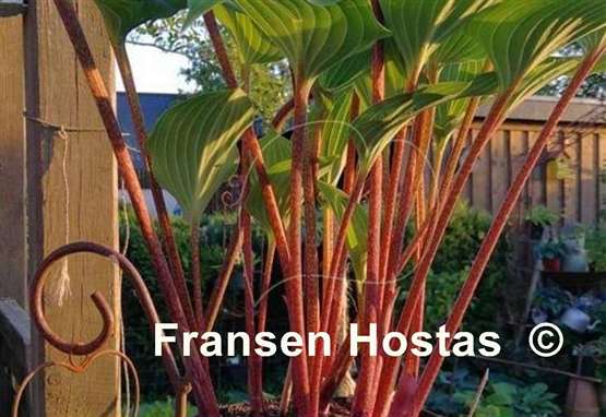 Hosta Valley's Hot Legs