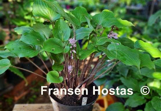 Hosta Valley's Hot Legs