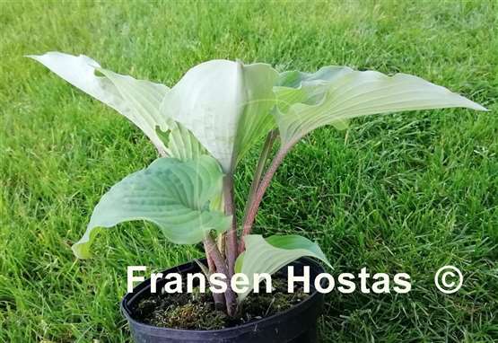 Hosta Valley's Iron Lady