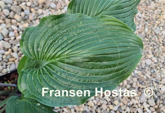 Hosta Valley's Iron Lady