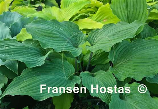 Hosta Valley's Iron Lady
