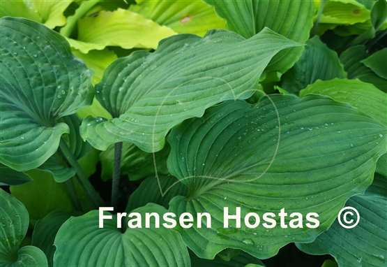 Hosta Valley's Iron Lady