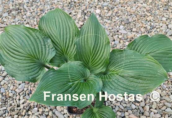 Hosta Valley's Iron Lady