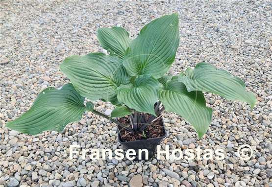 Hosta Valley's Iron Lady