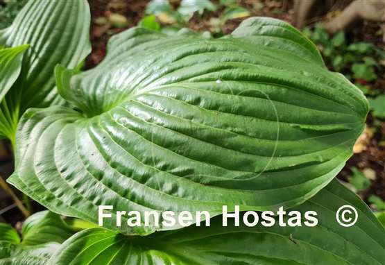 Hosta Valley's Iron Lady