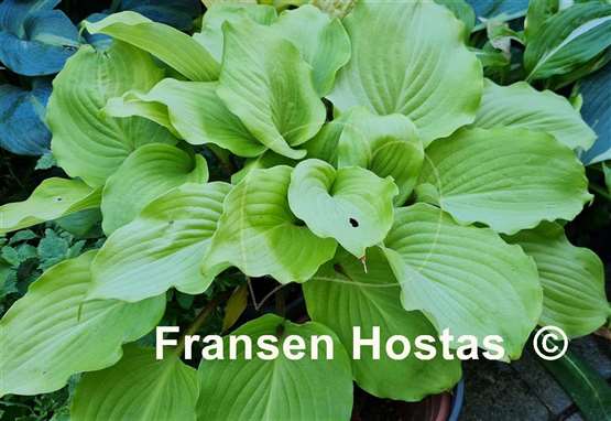 Hosta Valley's Kumo
