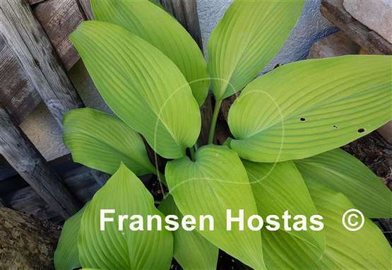 Hosta Valley's Lazy Sunday