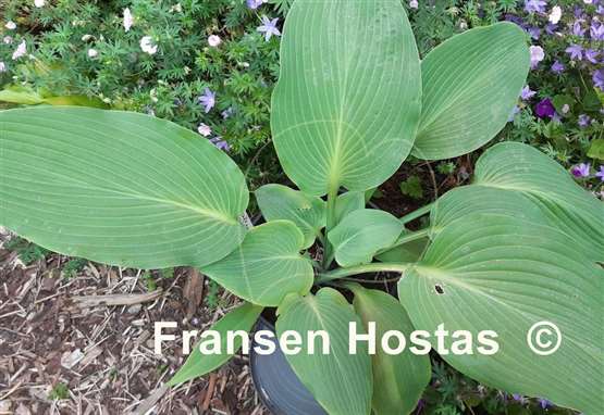 Hosta Valley's Lazy Sunday