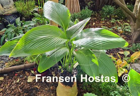 Hosta Valley's Lazy Sunday