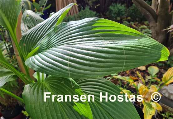 Hosta Valley's Lazy Sunday