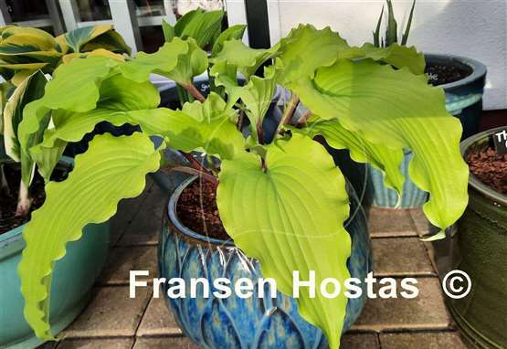 Hosta Valley's Lemon Limbo