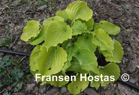 Hosta Valley's Lemon Squash