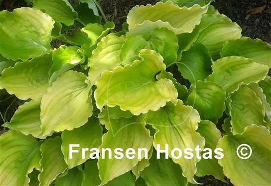 Hosta Valley's Lemon Squash