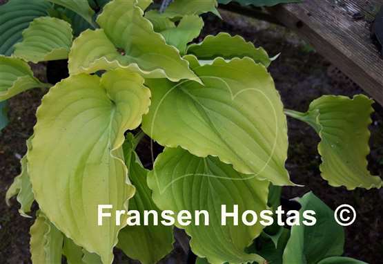 Hosta Valley's Lemon Squash