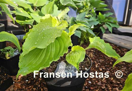 Hosta Valley's Lemon Squash