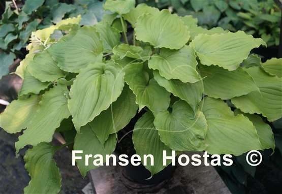 Hosta Valley's Lemon Squash