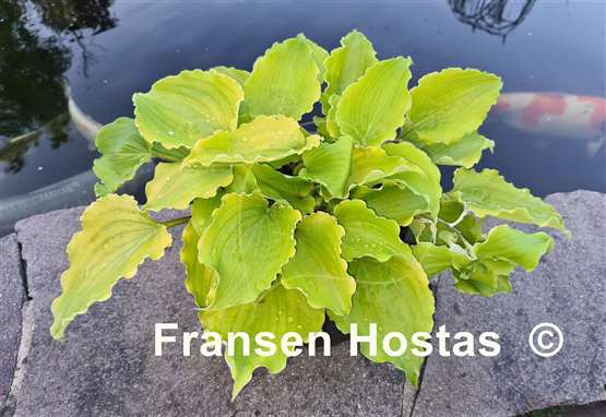 Hosta Valley's Lemon Squash