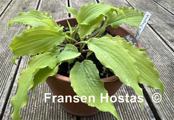 Hosta Valley's Love Birds