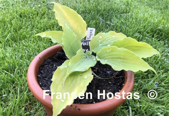 Hosta Valley's Love Birds