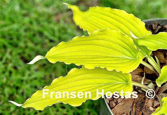 Hosta Valley's Love Birds