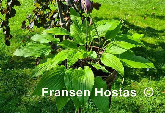 Hosta Valley's Love Birds