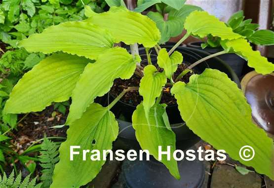 Hosta Valley's Love Birds