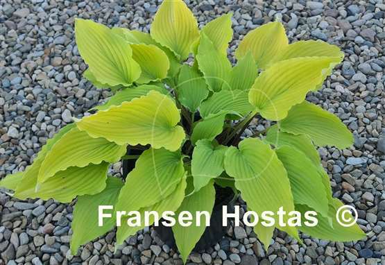 Hosta Valley's Love Birds