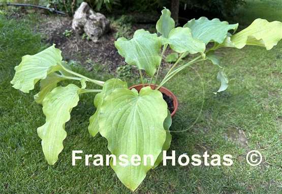 Hosta Valley's Love Buzz