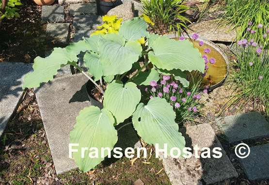 Hosta Valley's Love Buzz